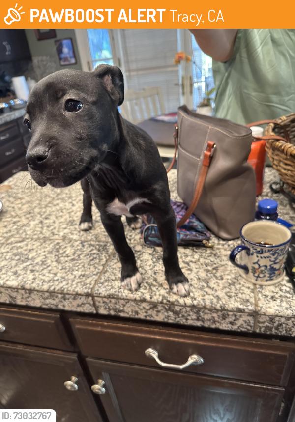 Found/Stray Female Dog last seen Beverly and east, Tracy, CA 95376