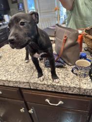 Found/Stray Female Dog last seen Beverly and east, Tracy, CA 95376