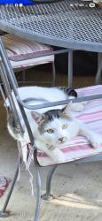 Lost Male Cat last seen Oak Park Stockton, Sutter, Stadium, Stockton, CA 95209