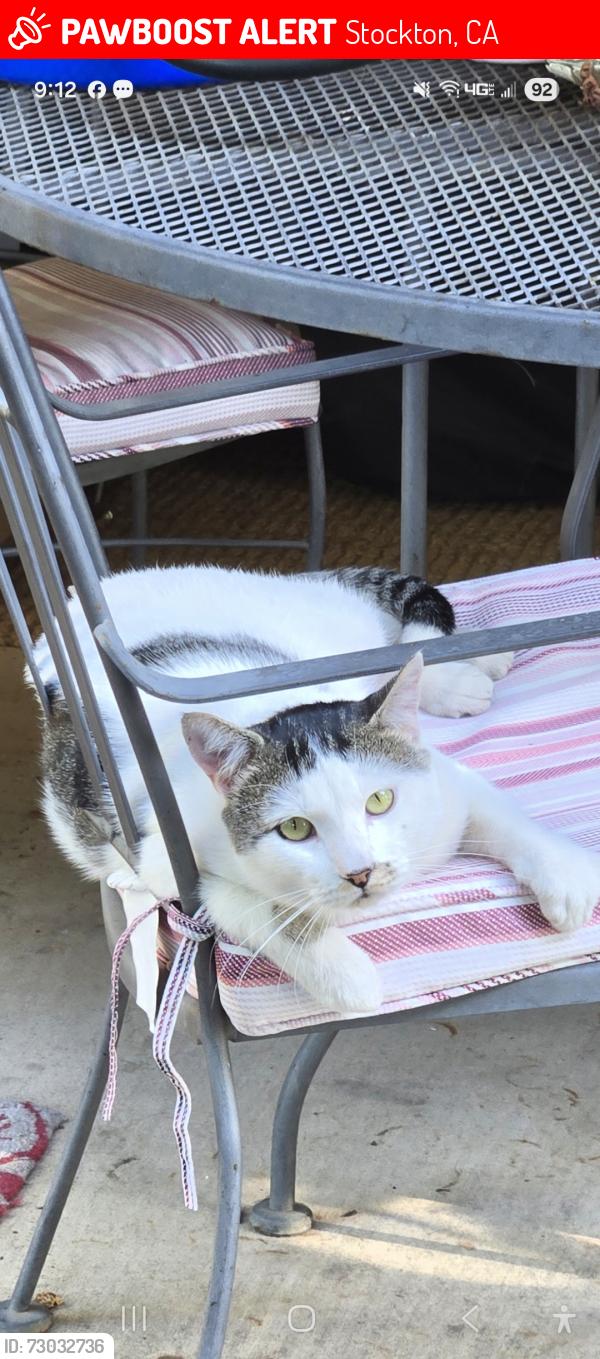 Lost Male Cat last seen Oak Park Stockton, Sutter, Stadium, Stockton, CA 95209