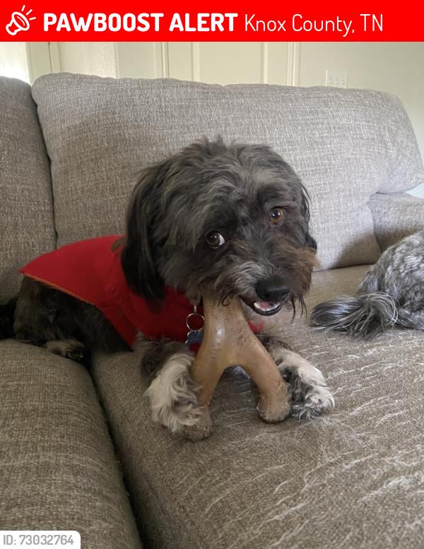 Lost Female Dog last seen Castlegate Blvd. Knoxville, TN, Knox County, TN 37918