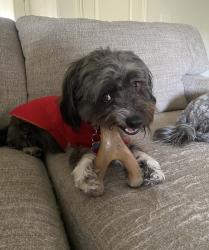 Lost Female Dog last seen Castlegate Blvd. Knoxville, TN, Knox County, TN 37918