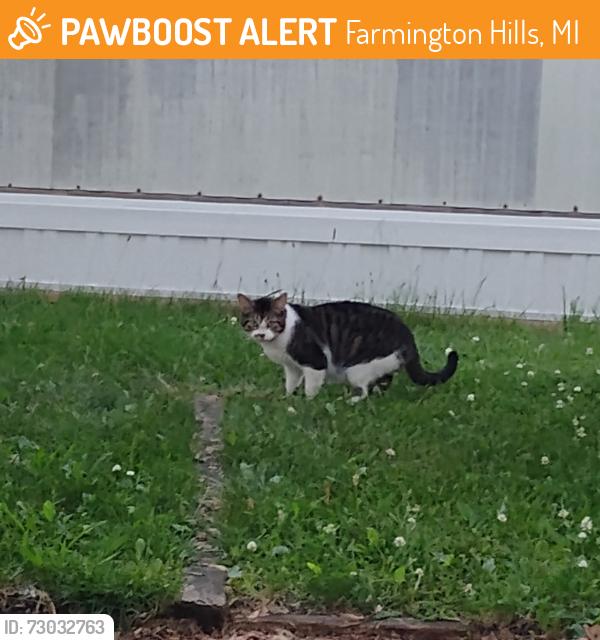 Found/Stray Male Cat last seen W 8 mile between tuck and middlebelt , Farmington Hills, MI 48336