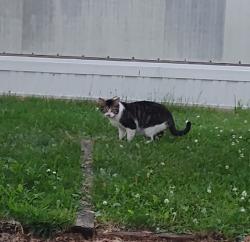 Found/Stray Male Cat last seen W 8 mile between tuck and middlebelt , Farmington Hills, MI 48336
