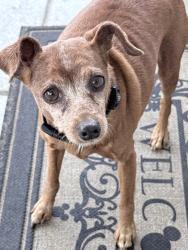 Found/Stray Female Dog last seen 2nd street, Montebello, CA 90640