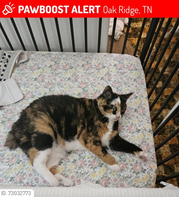 Lost Female Cat last seen Pratt Lane and South Purdue Avenue, Oak Ridge, TN 37830