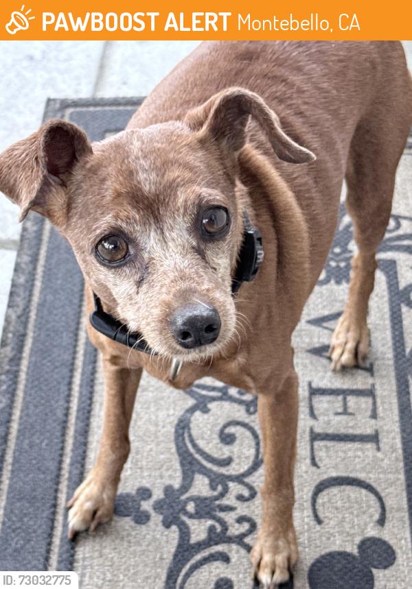 Found/Stray Female Dog last seen 2nd street, Montebello, CA 90640
