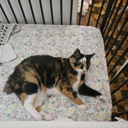 Lost Female Cat last seen Pratt Lane and South Purdue Avenue, Oak Ridge, TN 37830