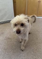 Found/Stray Male Dog last seen Langershim Blvd. and Saticoy, Los Angeles, CA 91605