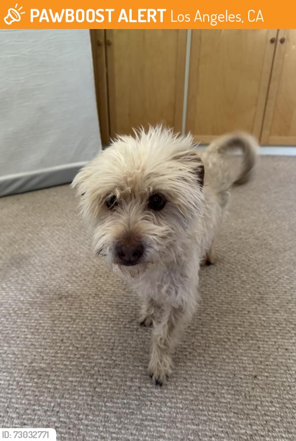 Found/Stray Male Dog last seen Langershim Blvd. and Saticoy, Los Angeles, CA 91605