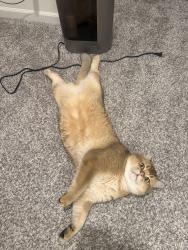 Lost Male Cat last seen Northwest Homer Fire Protection, Homer Glen, IL 60441