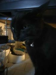 Reunited Male Cat last seen Right across from Lombard Commons Park, Edgewood Ave side. , Lombard, IL 60148