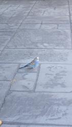 Found/Stray Unknown Bird last seen Yurok Cir and Calero, San Jose, CA 95123