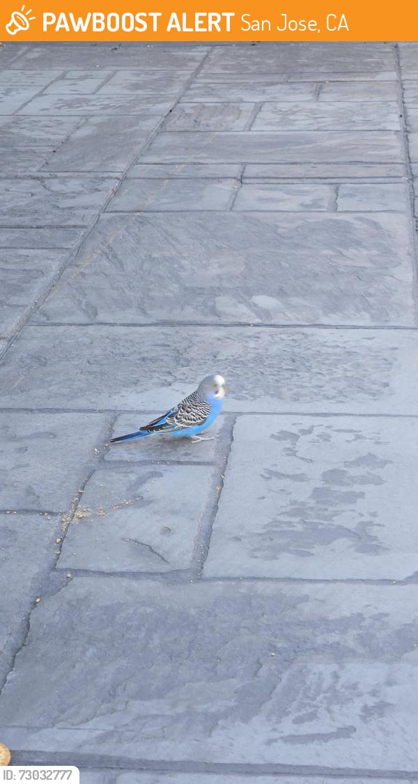 Found/Stray Unknown Bird last seen Yurok Cir and Calero, San Jose, CA 95123