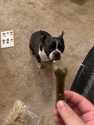 Lost Female Dog last seen Near Arizona, West Covina, CA 91792, West Covina, CA 91792