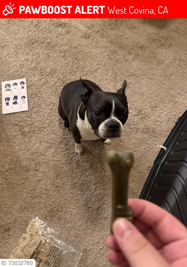 Lost Female Dog last seen Near Arizona, West Covina, CA 91792, West Covina, CA 91792