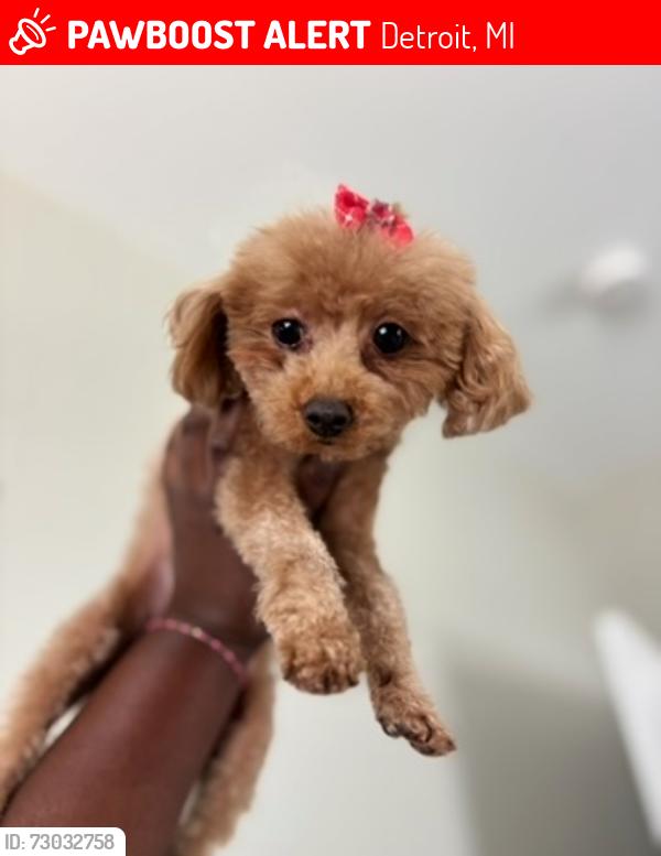 Lost Female Dog last seen 8 mile road and telegraph , Detroit, MI 48219