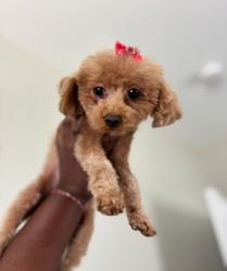 Lost Female Dog last seen 8 mile road and telegraph , Detroit, MI 48219