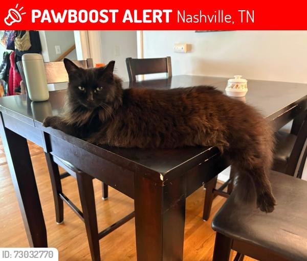 Lost Female Cat last seen Davison Dr & Clematis Dr or Davidson Dr & Sussex Cir, Nashville, TN 37205