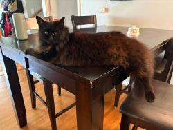Lost Female Cat last seen Davison Dr & Clematis Dr or Davidson Dr & Sussex Cir, Nashville, TN 37205