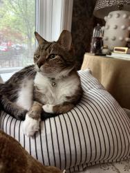 Lost Male Cat last seen Mohawk Armitage, Chicago, IL 60614
