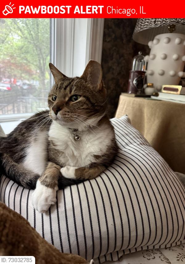 Lost Male Cat last seen Mohawk Armitage, Chicago, IL 60614