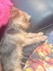 Lost Female Dog last seen 22nd st 14th st, Paterson, NJ 07514