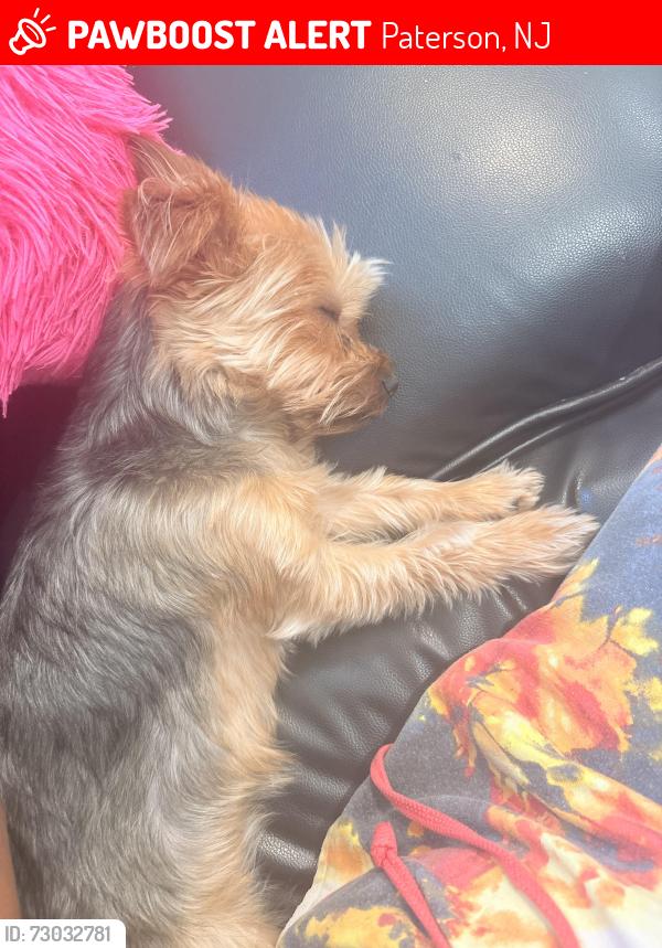 Lost Female Dog last seen 22nd st 14th st, Paterson, NJ 07514