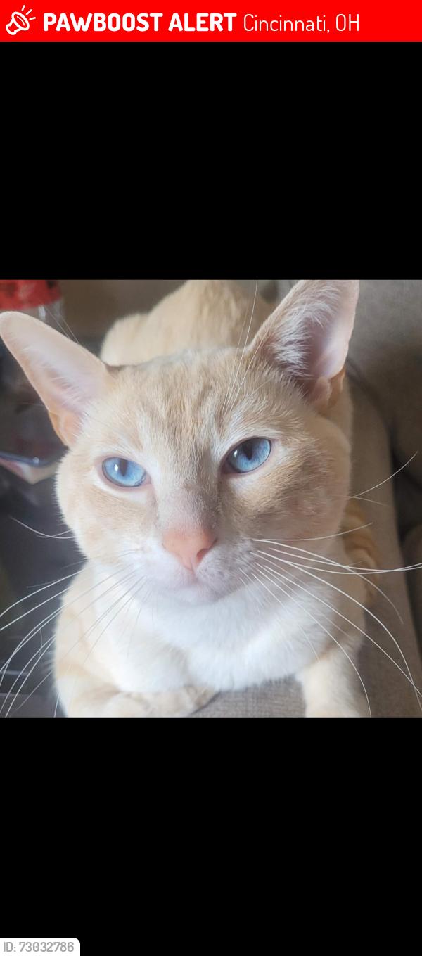 Lost Male Cat last seen Westwood northern , Cincinnati, OH 45225