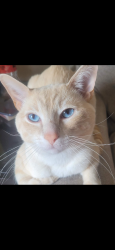 Lost Male Cat last seen Westwood northern , Cincinnati, OH 45225