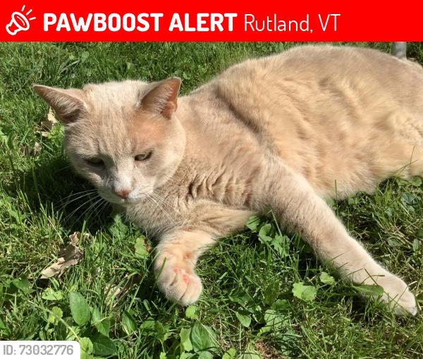 Lost Male Cat last seen Jackson Ave Rutland VT, Rutland, VT 05701