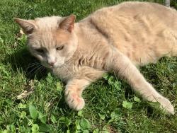 Lost Male Cat last seen Jackson Ave Rutland VT, Rutland, VT 05701