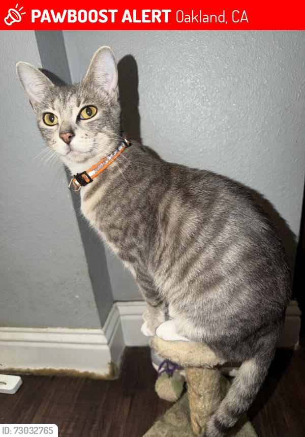 Lost Female Cat last seen Bernhardt Drive. , Oakland, CA 94603
