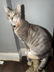 Lost Female Cat last seen Bernhardt Drive. , Oakland, CA 94603