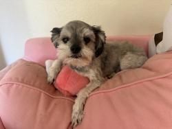 Lost Male Dog last seen Bridge, Sacramento, CA 95841