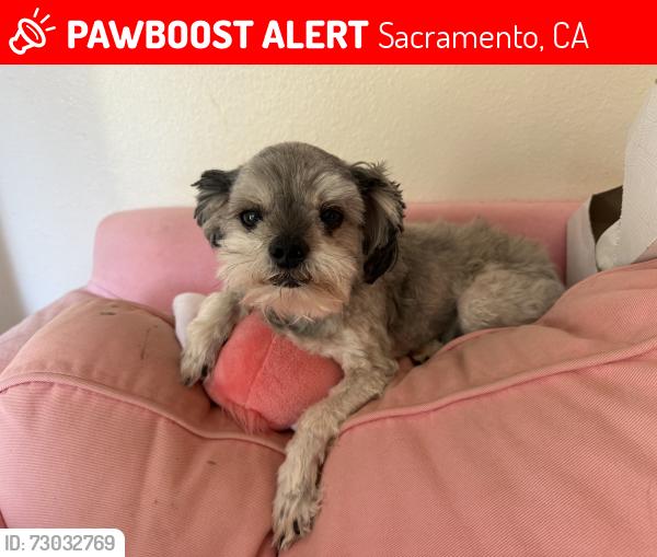 Lost Male Dog last seen Bridge, Sacramento, CA 95841