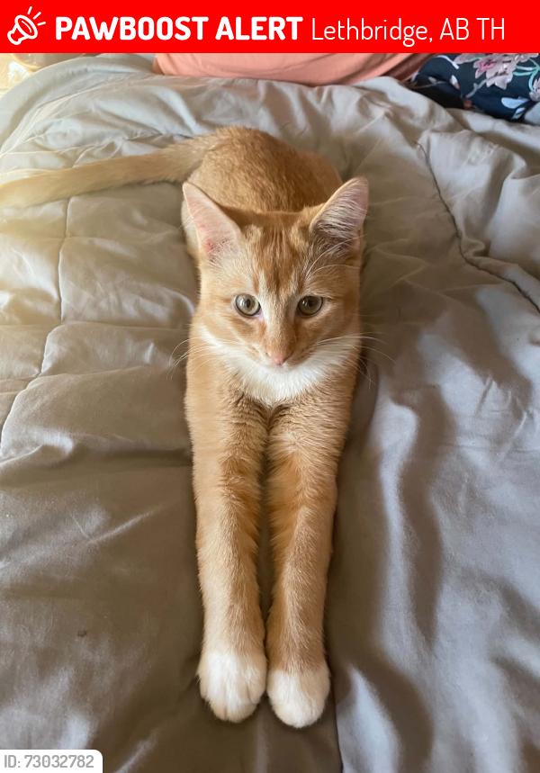 Lost Male Cat last seen Stafford Bay N, Lethbridge, AB T1H