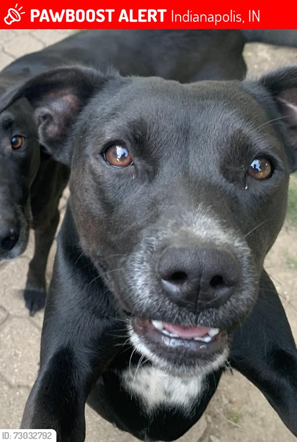 Lost Female Dog last seen brookeville rd, Indianapolis, IN 46219