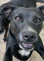Lost Female Dog last seen brookeville rd, Indianapolis, IN 46219