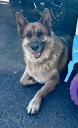 Lost Male Dog last seen Near se Hudson rd Sandy OR 97055, Sandy, OR 97055