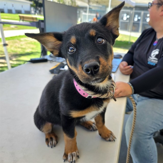 Shelter Stray Female Dog last seen Near BLK E WILLOW ST, SIGNAL HILL, CA 90755, Long Beach, CA 90755, USA