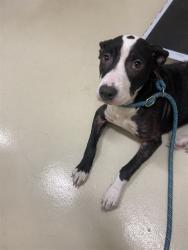 Shelter Stray Male Dog last seen HOWE CT., 1950 Stevenson Blvd, Fremont, CA 94538, USA