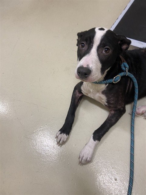 Shelter Stray Male Dog last seen HOWE CT., 1950 Stevenson Blvd, Fremont, CA 94538, USA