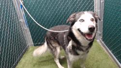 Shelter Stray Male Dog last seen , 11258 Garfield Ave, Downey, CA 90242, USA