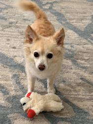 Lost Female Dog last seen Rexwood, Wildwood, FL 34785