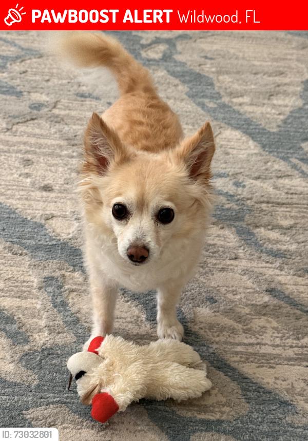 Lost Female Dog last seen Rexwood, Wildwood, FL 34785
