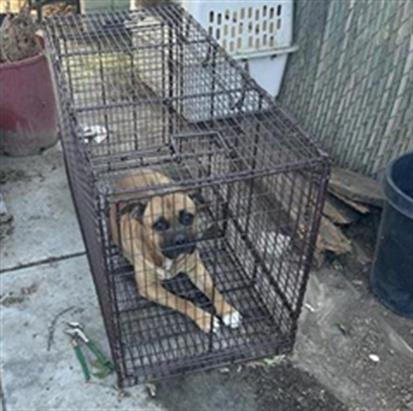 Shelter Stray Male Dog last seen Near BLOCK N ECHO AVE, FRESNO CA 93728 1710, 5277 E Airways Blvd, Fresno, CA 93727, USA