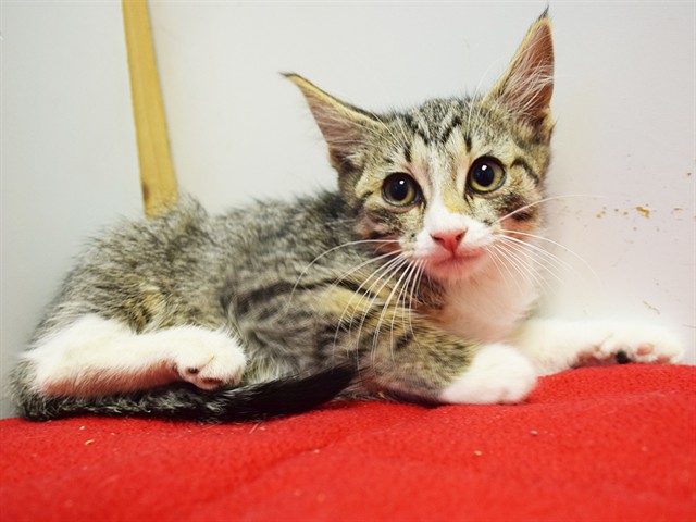 Shelter Stray Female Cat last seen SPRIG DR/REDHEAD WAY, 95842, 3839 Bradshaw Rd, Sacramento, CA 95827, USA