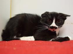 Shelter Stray Female Cat last seen SPRIG DR/REDHEAD WAY, 95842, 3839 Bradshaw Rd, Sacramento, CA 95827, USA
