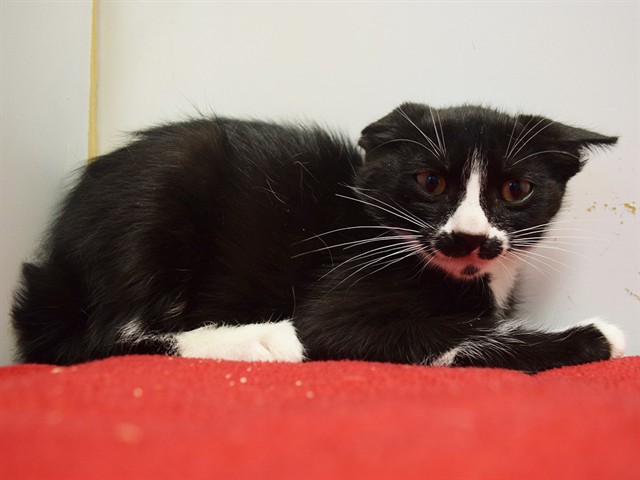 Shelter Stray Female Cat last seen SPRIG DR/REDHEAD WAY, 95842, 3839 Bradshaw Rd, Sacramento, CA 95827, USA